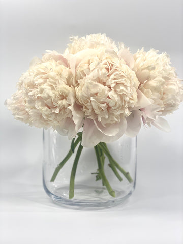 Capitol dome - 6 stems of cream  large head peony