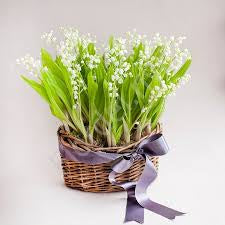 Lilly of Valley - all Time favourite