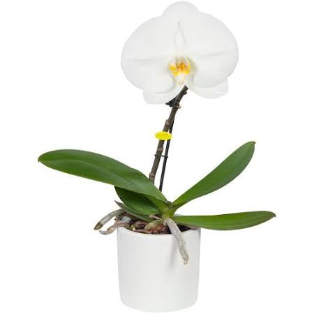 Singolo - Orchid