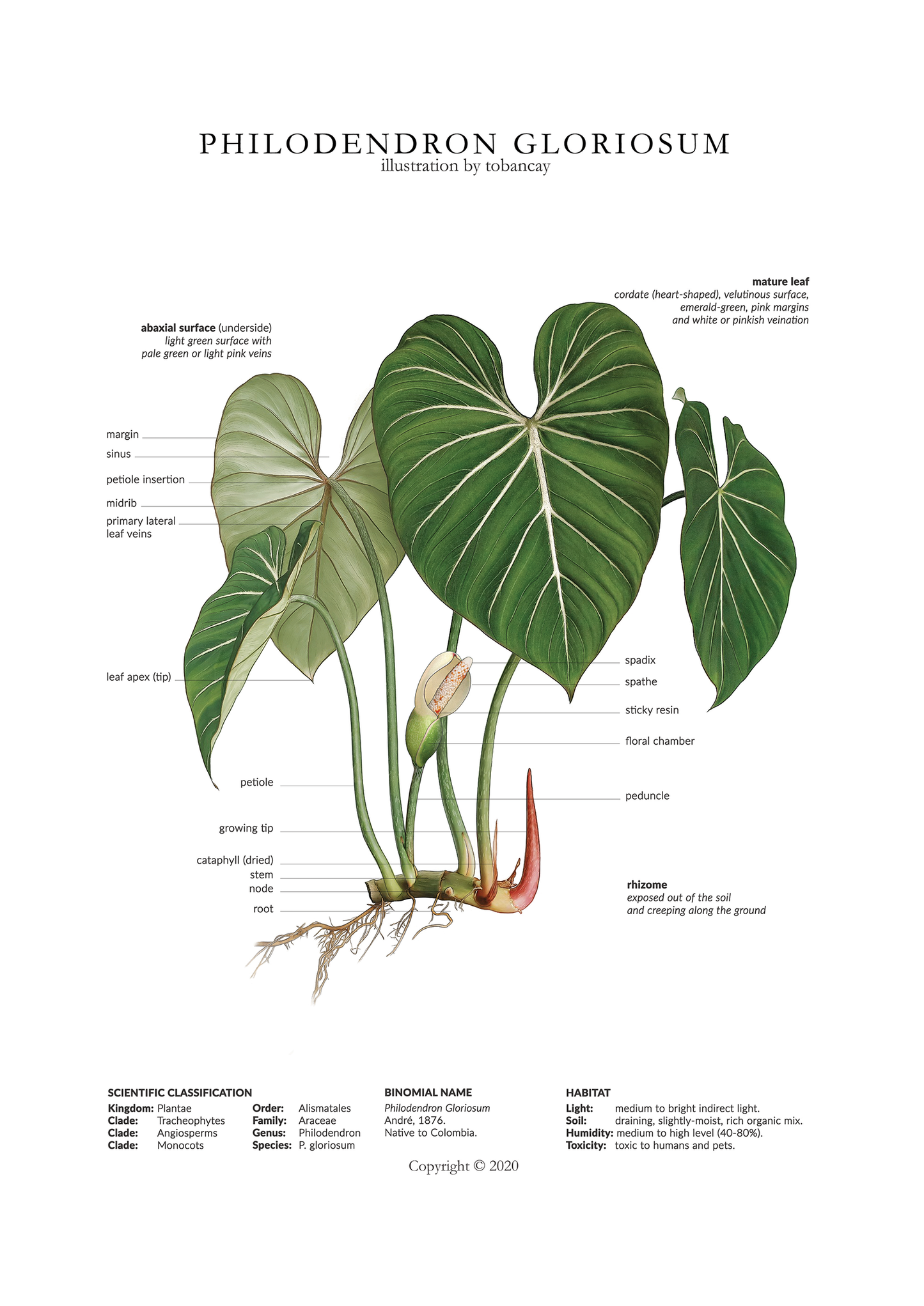 Philodendron Glorious