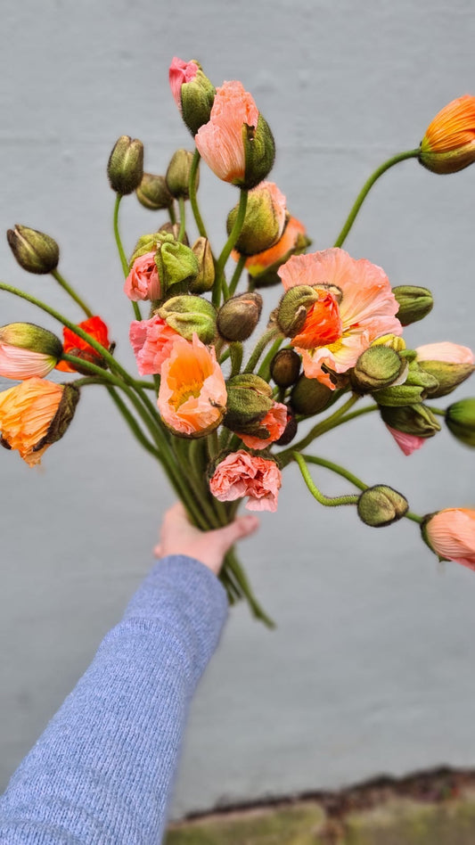 Flowering poppy bunch